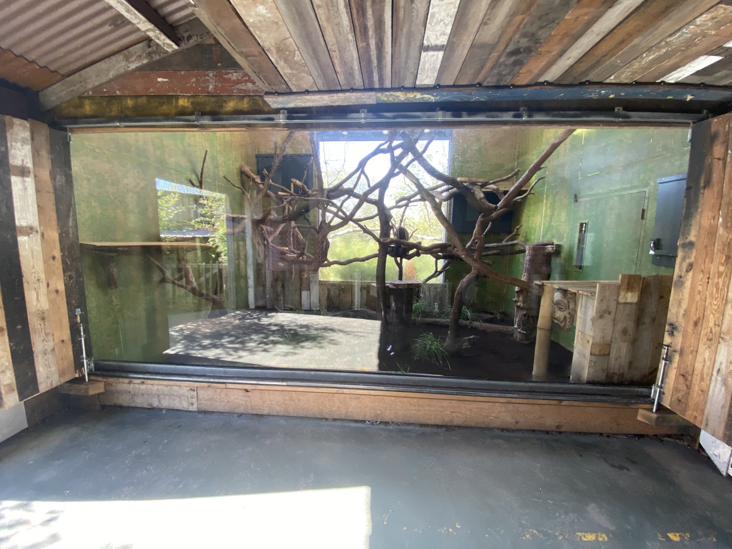 Indoor tree kangaroo enclosure