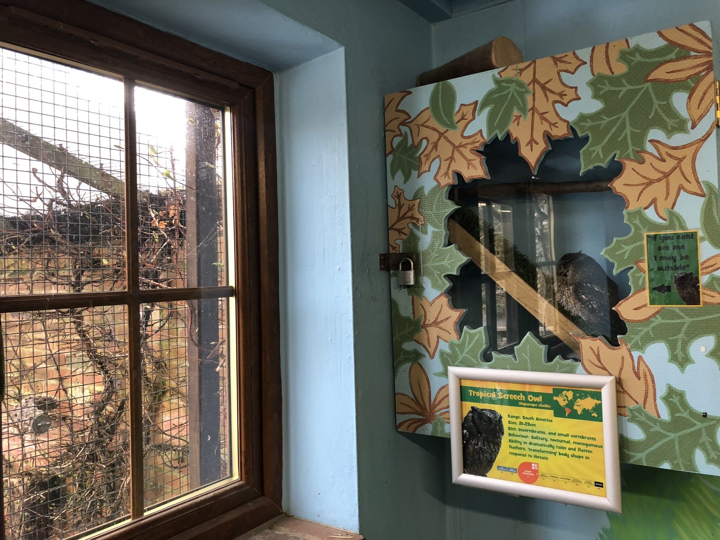 Indoor Tropical Screech Owl Enclosure at Tropical Butterfly House (March 2023)