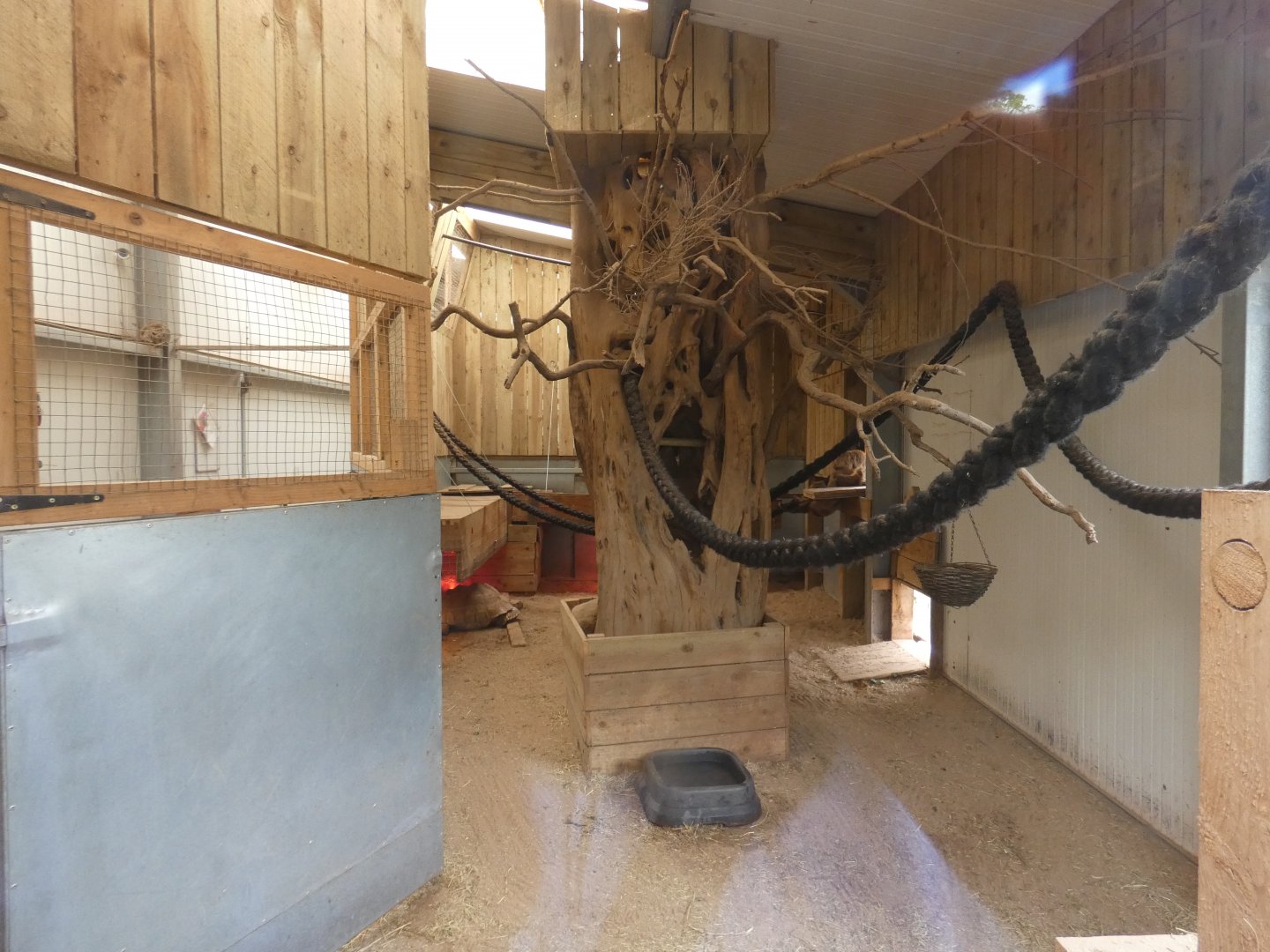 Indoor Two-toed sloth enclosure