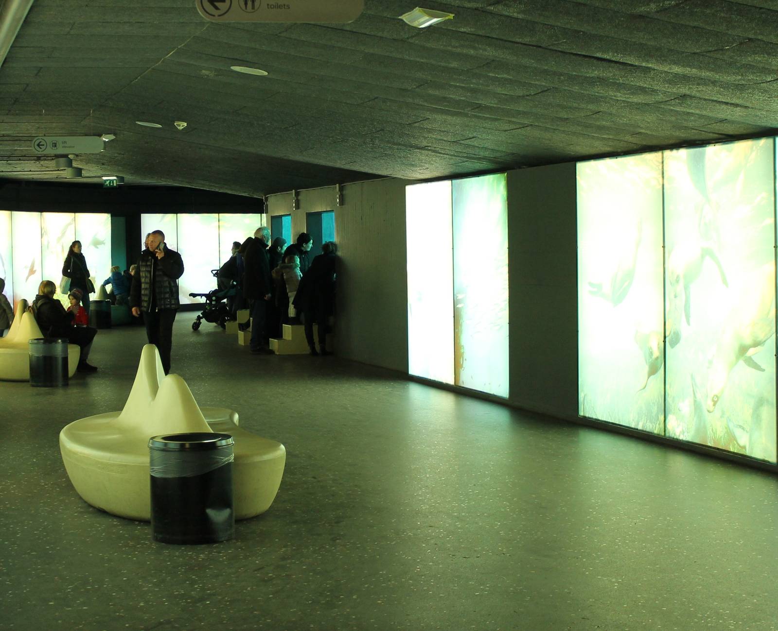 Indoor underwater-viewing Sealions