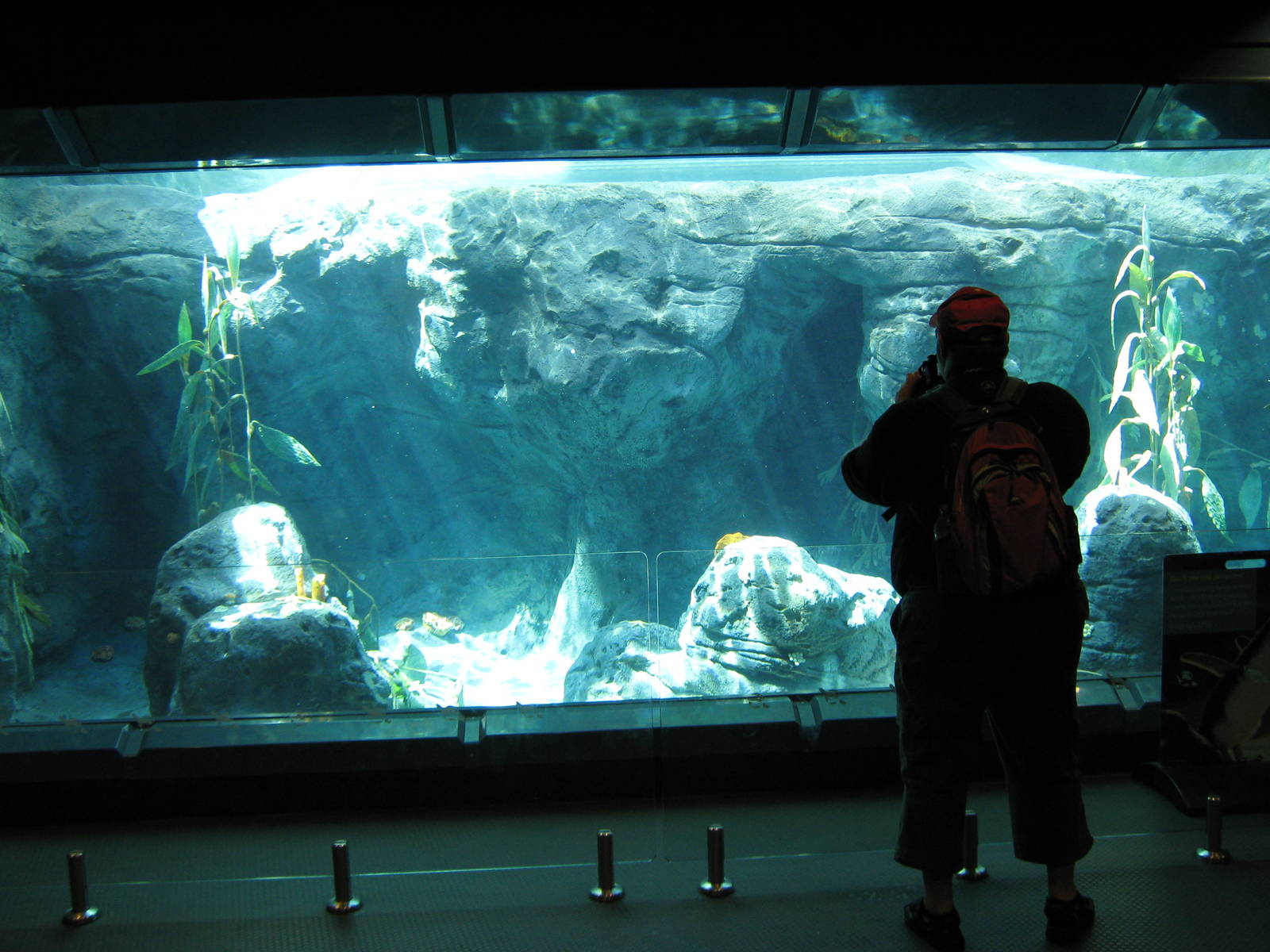 indoor viewing of little blue penguins (Eudyptula minor)