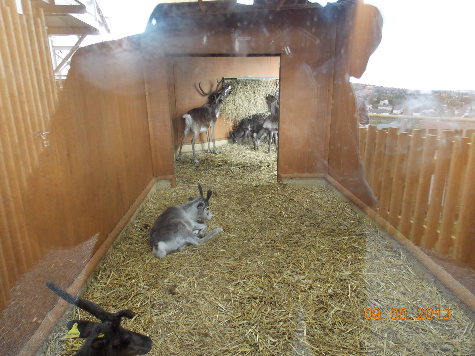 Indoor viewing of new Reindeer stable