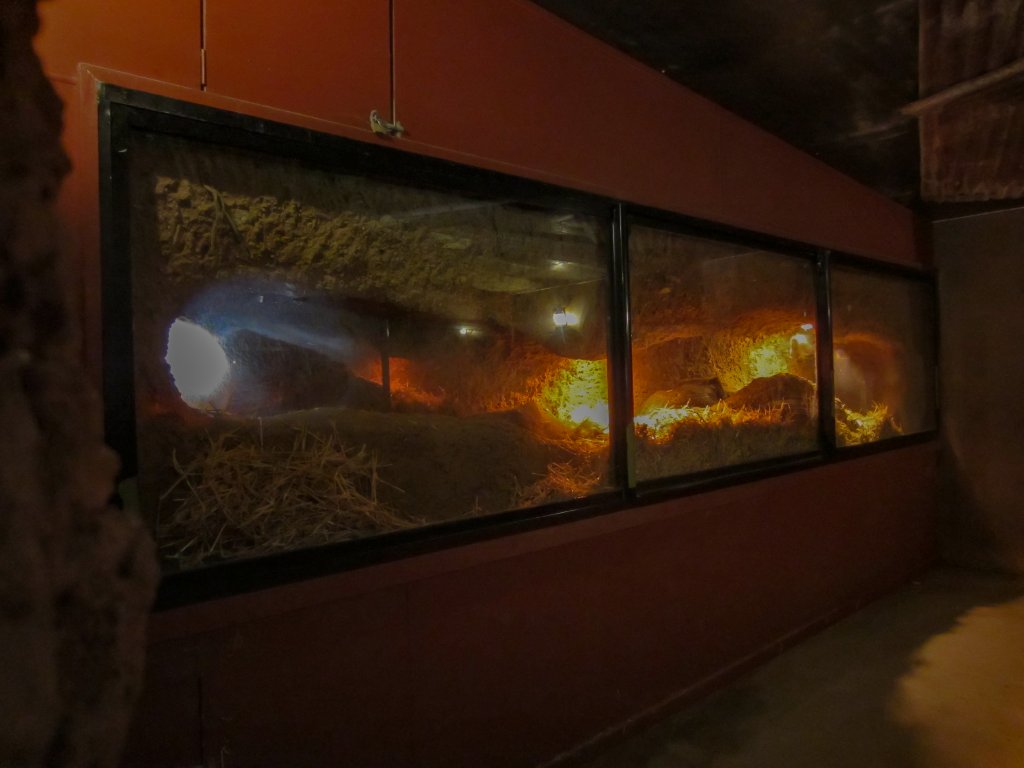 Indoor viewing of wombats