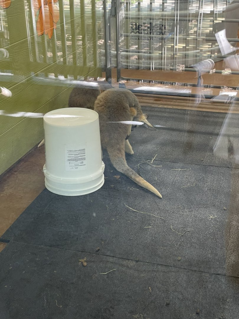 Indoor Wallaby- May 2024