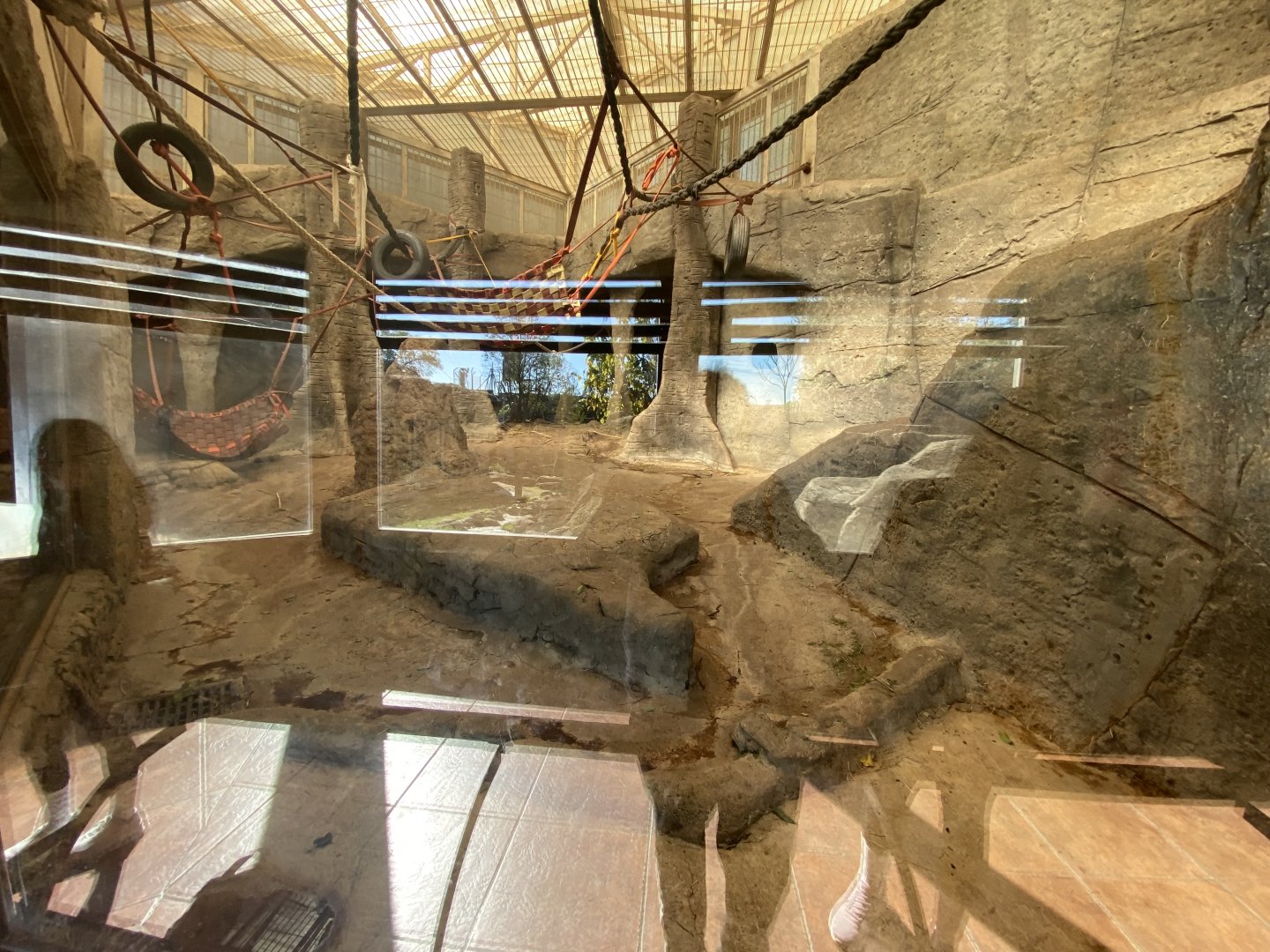 Indoor Western Lowland gorilla enclosure