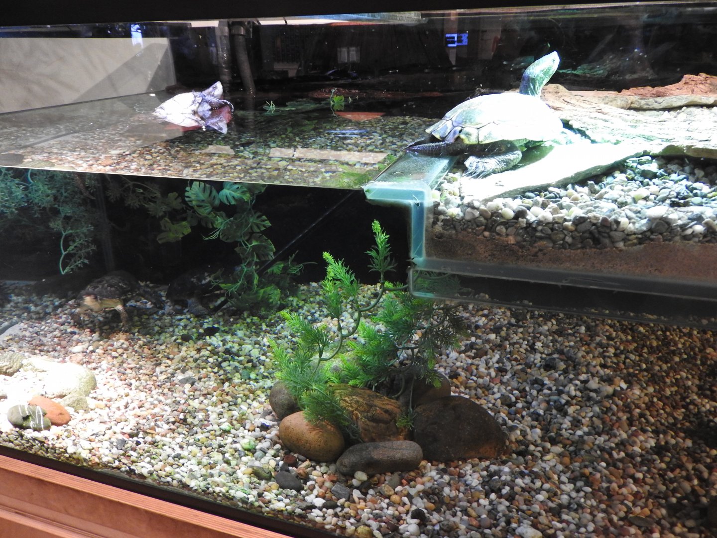 Indoor Western Pond Turtle exhibit