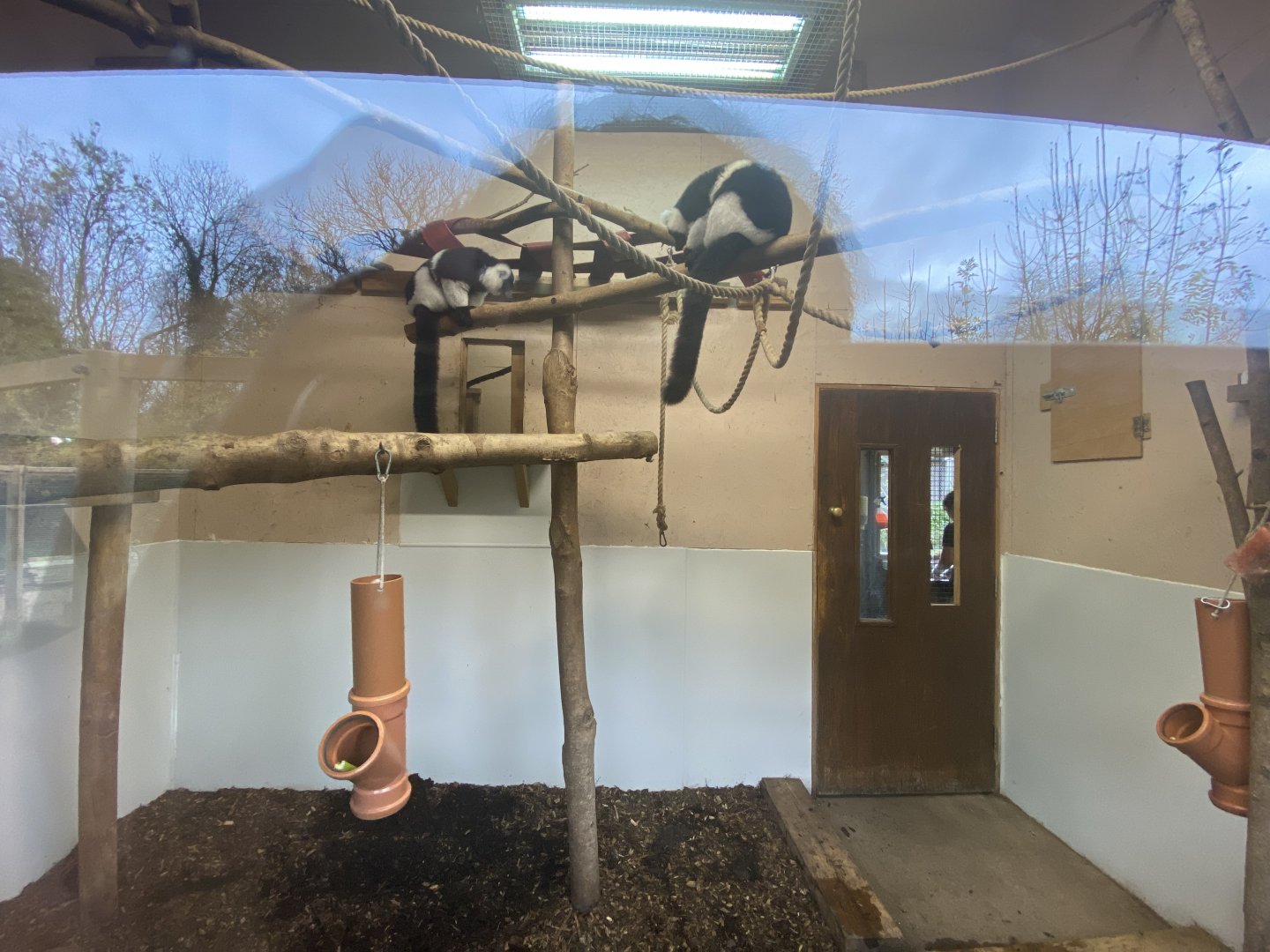 Indoor white-belted black and white-ruffed lemur enclosure