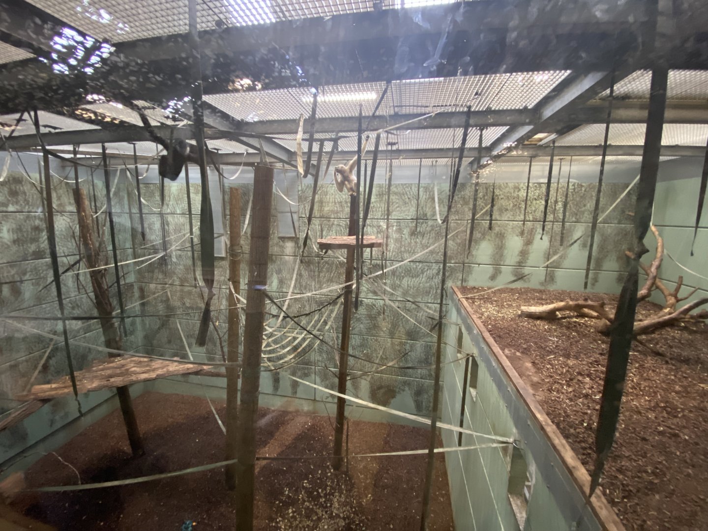 Indoor white-cheeked gibbon enclosure