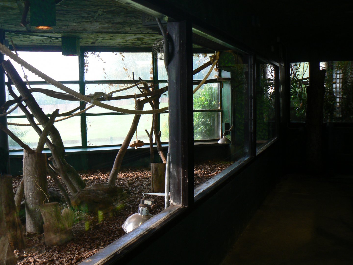 Indoor White-faced Saki and Yellow-footed Tortoise Enclosure  - 15 October 2016