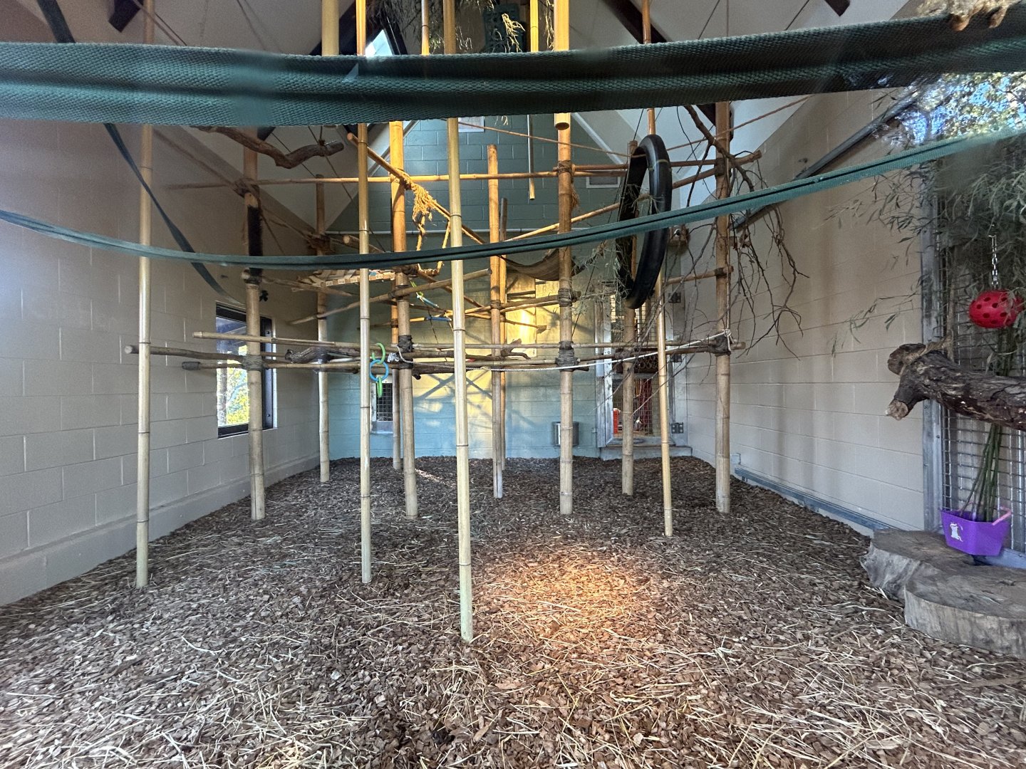 Indoor White-handed Gibbon Exhibit - Asian Trek