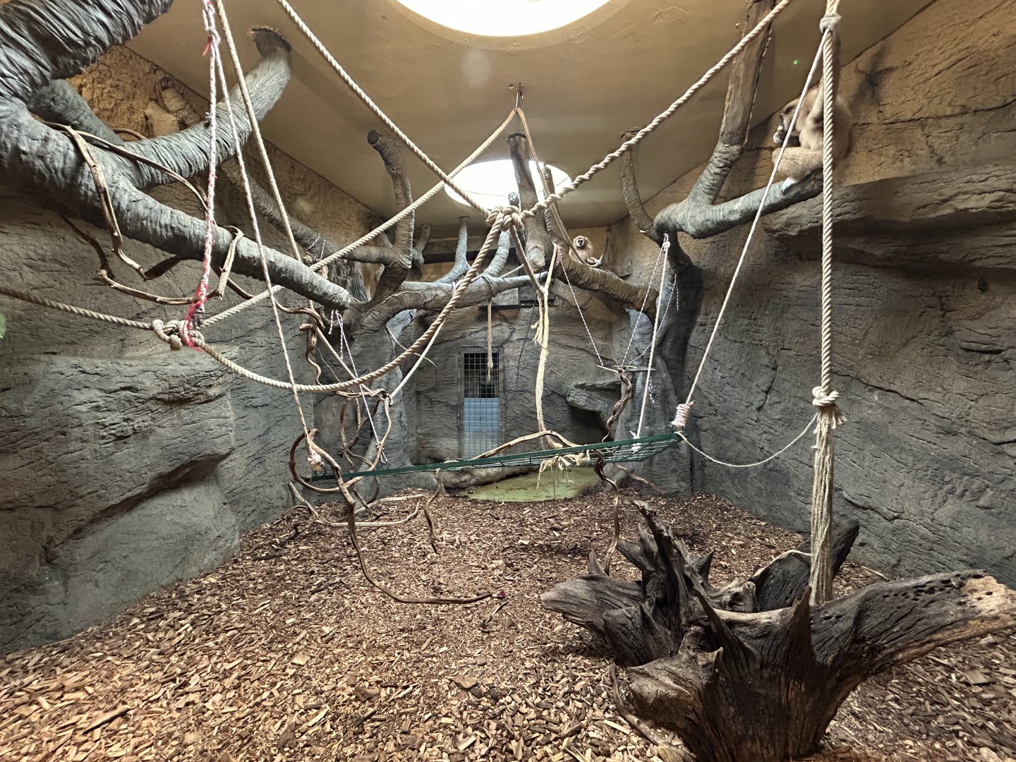 Indoor White-handed Gibbon Exhibit