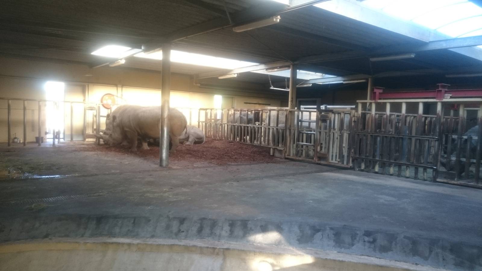 Indoor White rhino enclosure