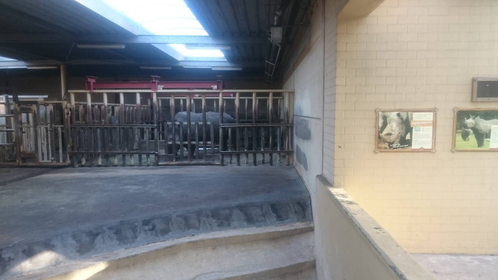 Indoor White rhino enclosure