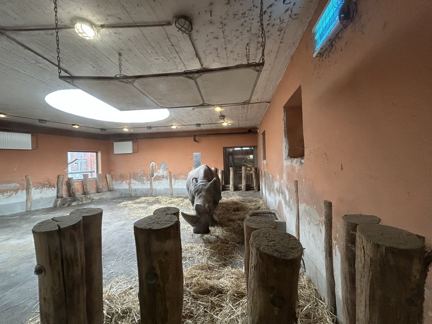 Indoor White Rhino Exhibit - Savanna House