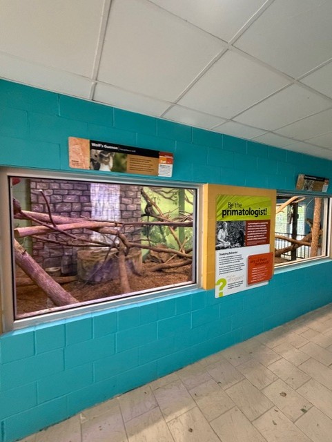 indoor wolf's geuneon and allen swamp monkey exhibit