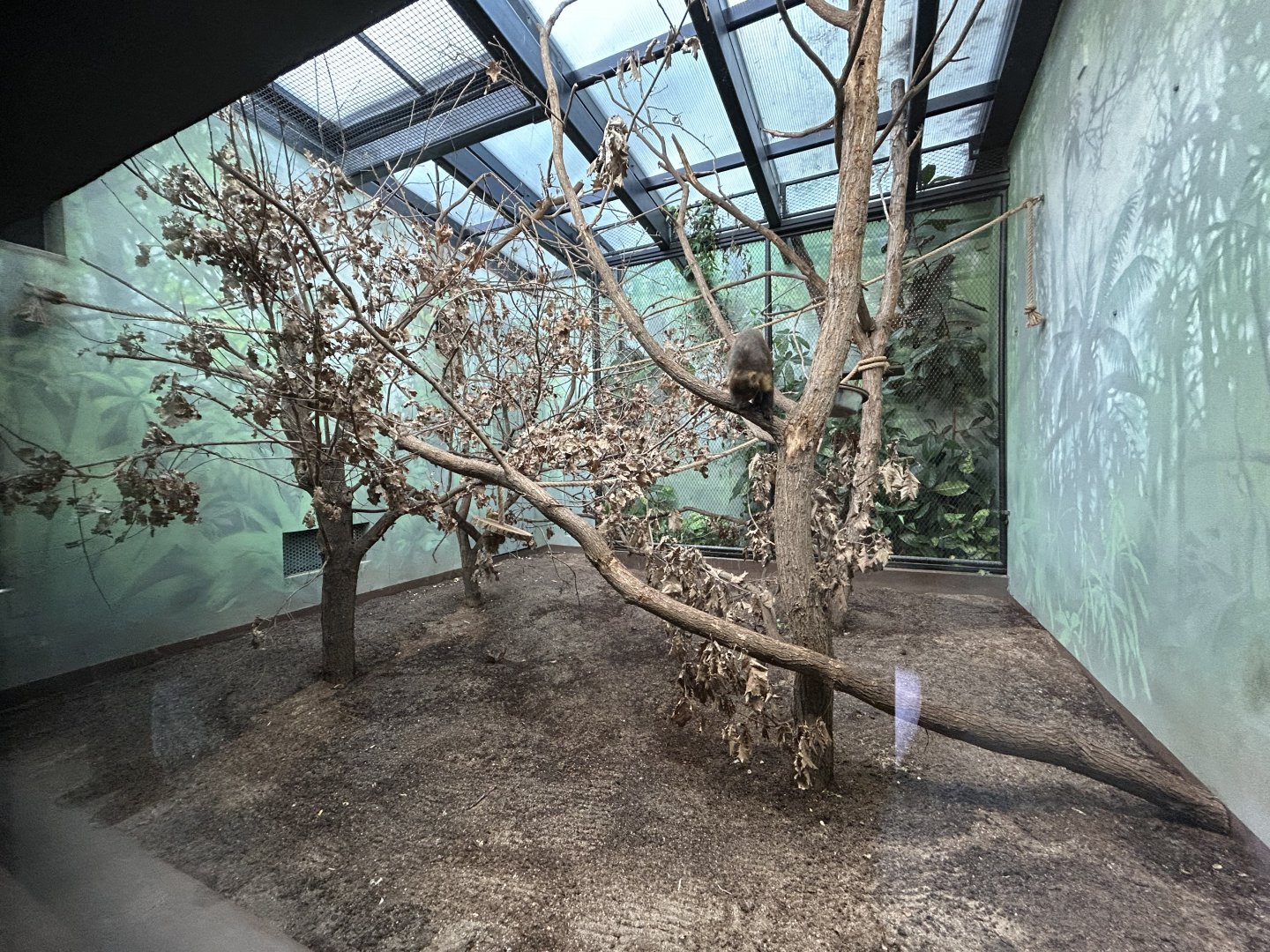 Indoor Yellow-breasted Capuchin Exhibit