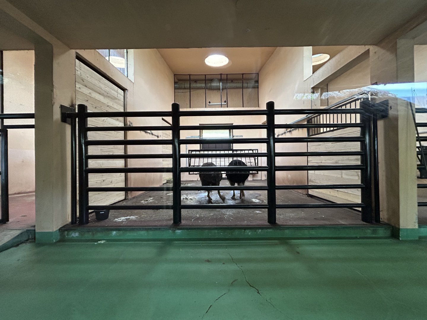 Indoor Zebra & Ostrich Exhibit