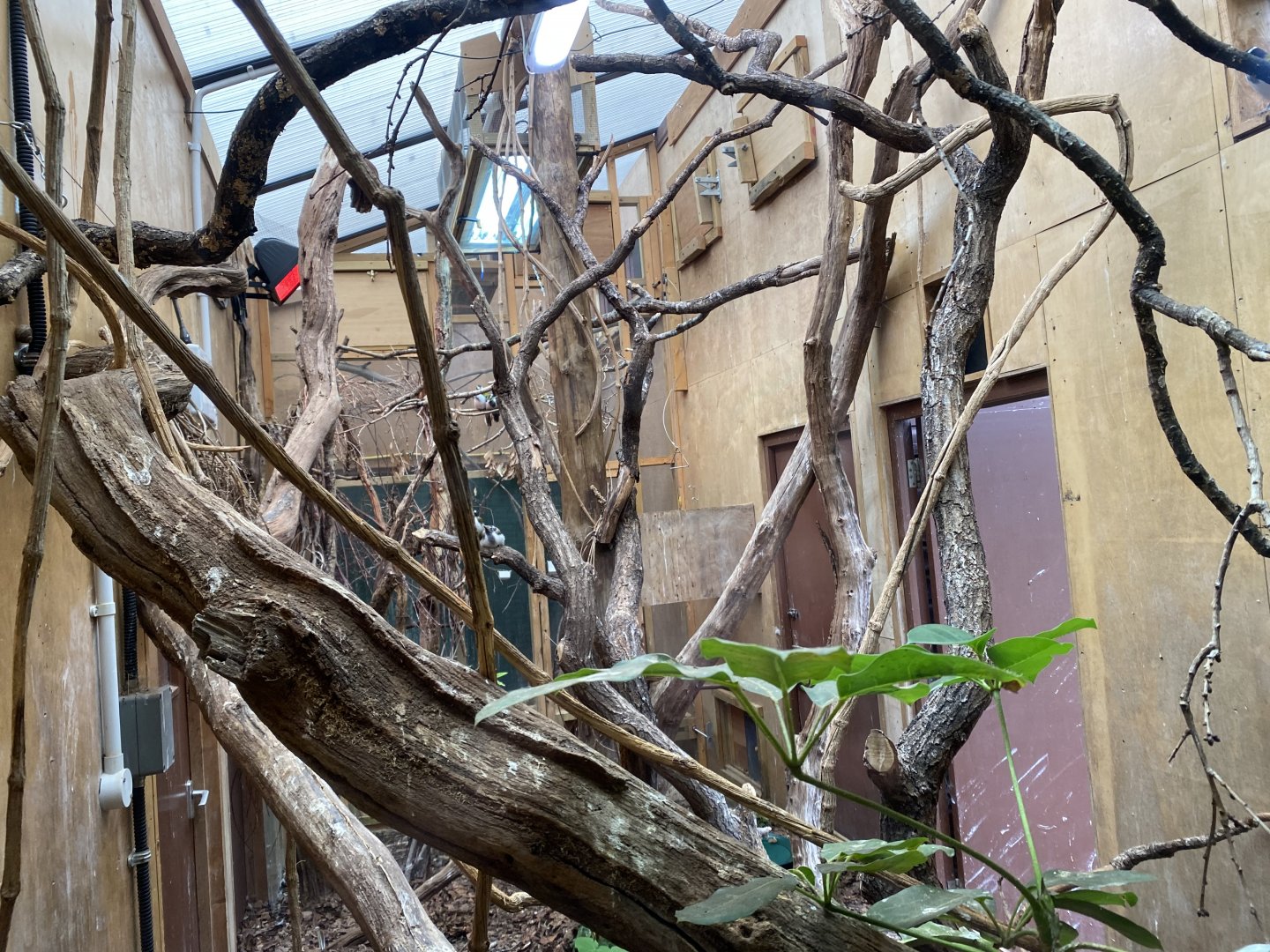 Indoors for Blue-faced honeyeater/Bush thick-knee 150725