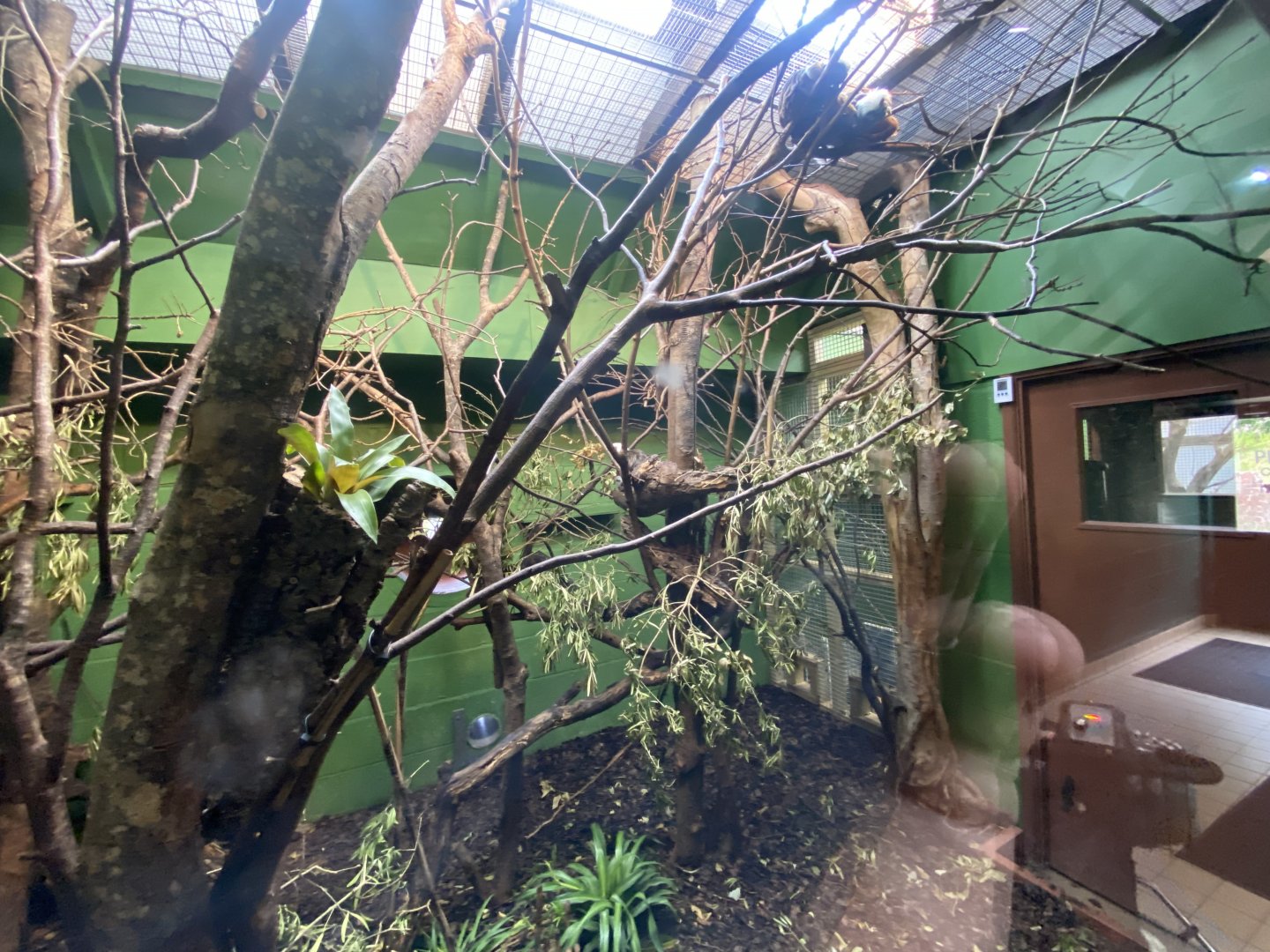 Indoors for Cottontop tamarin, Chacoan mara 150725