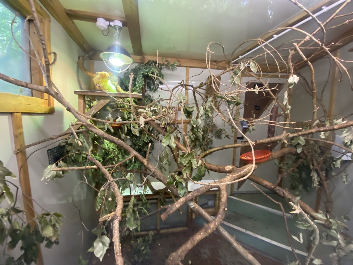 Indoors for Golden lion tamarin and Pygmy marmoset 250623