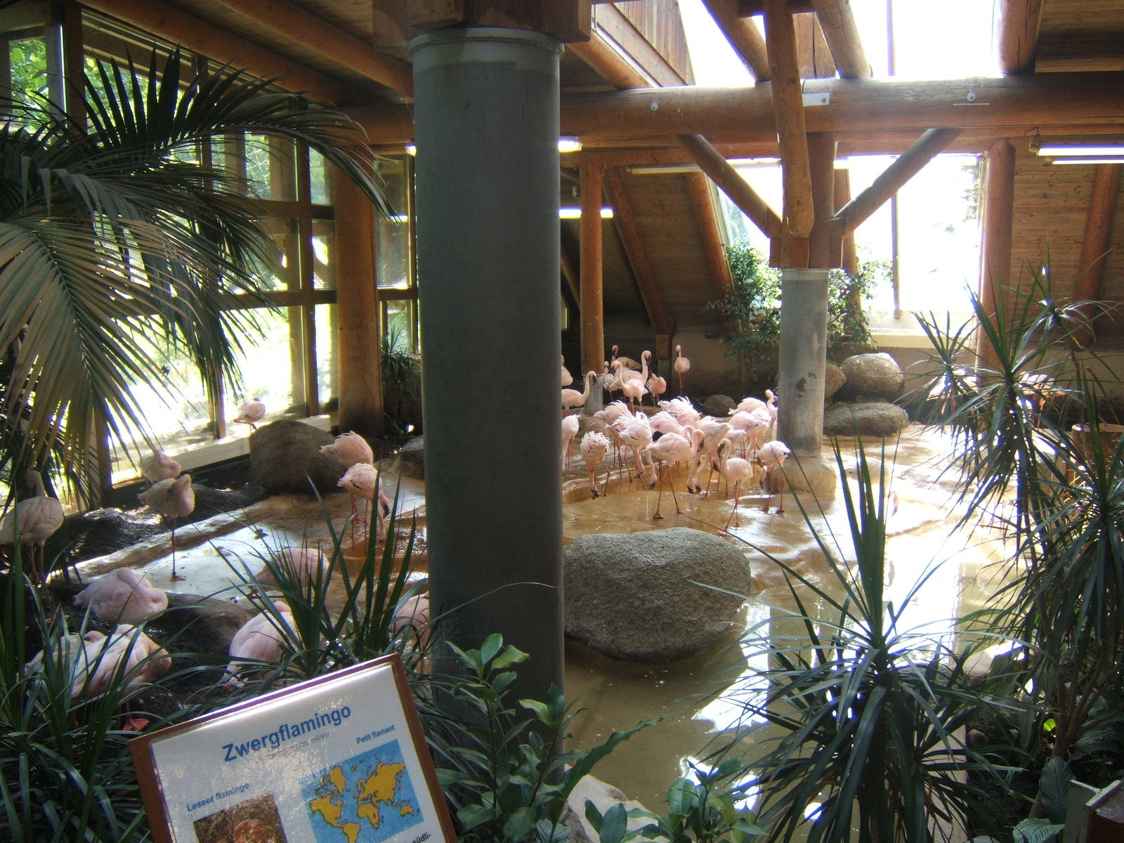 Indoors for the Lesser Flamingos