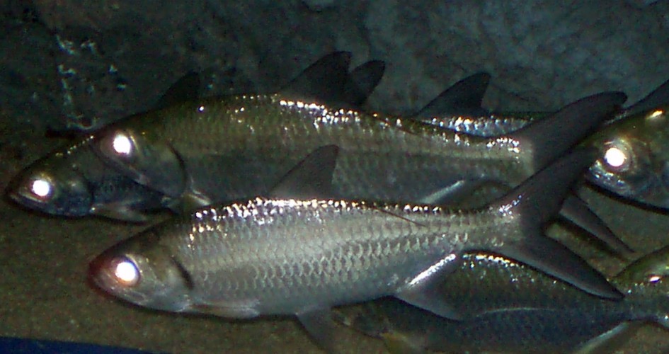 Indop-Pacific Tarpon (Megalops cyprinoides)