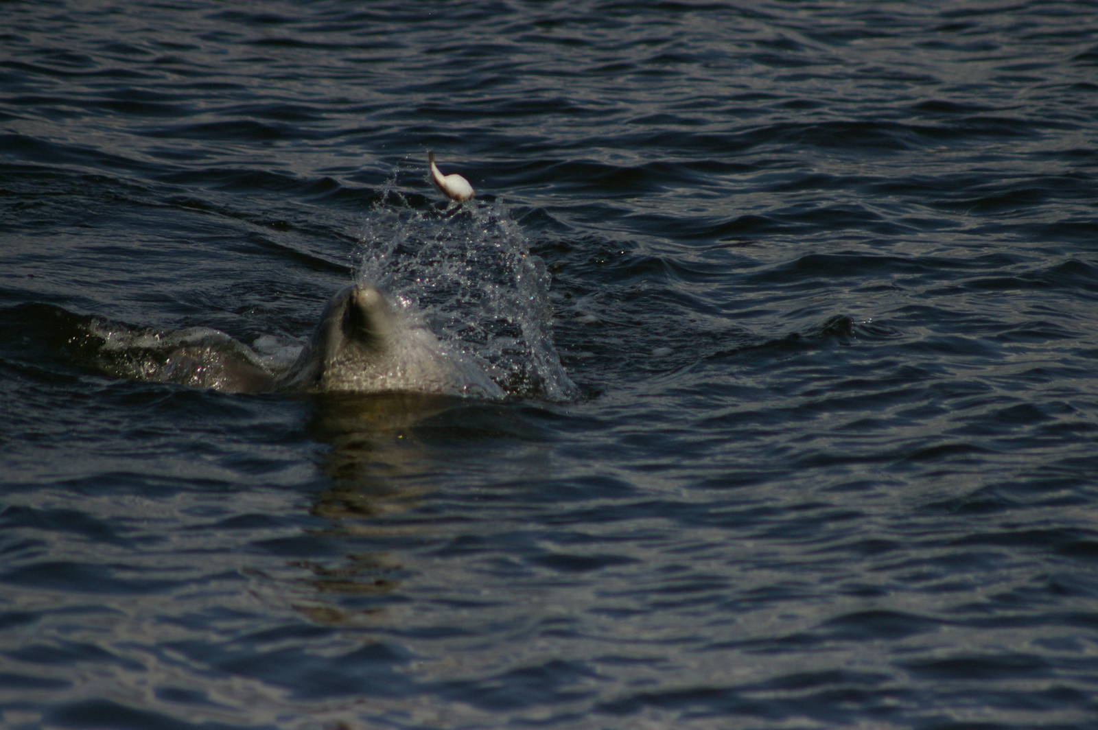 Indopacific bottlenose dolphin (Tursiops aduncus)