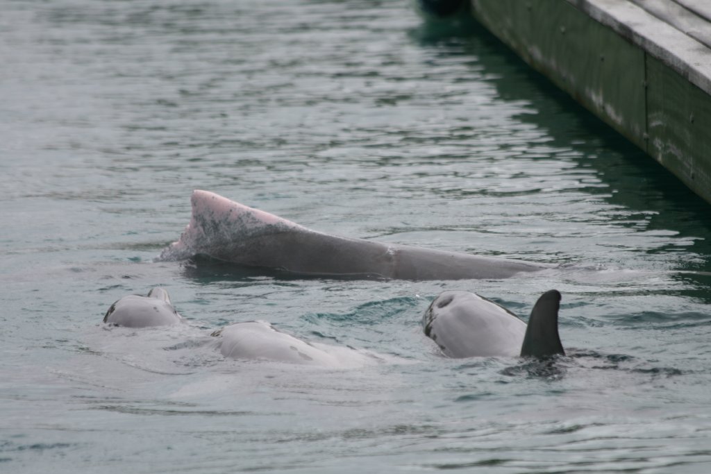 Indopacific Humpback Dolphin and Bottlenoses