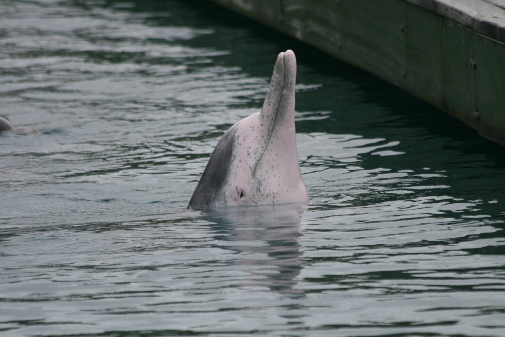 Indopacific Humpback Dolphin