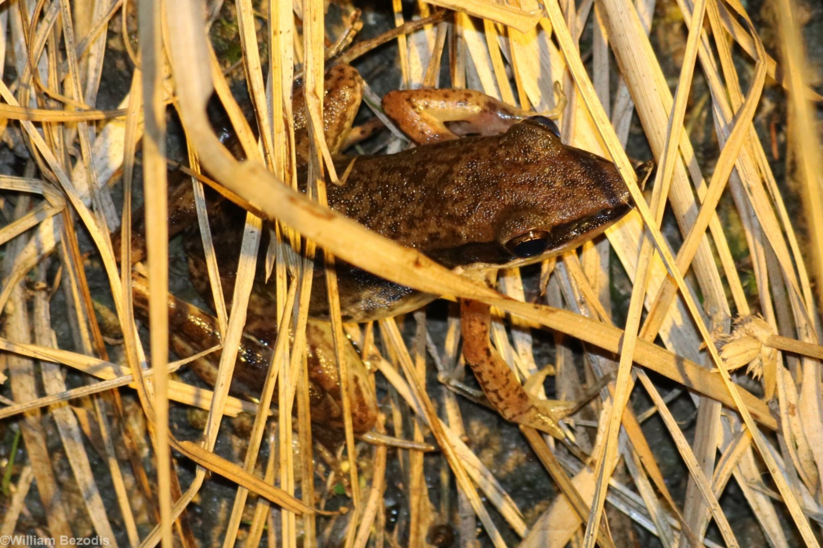 Indosylvirana nicobariensis (I think) - Siberut