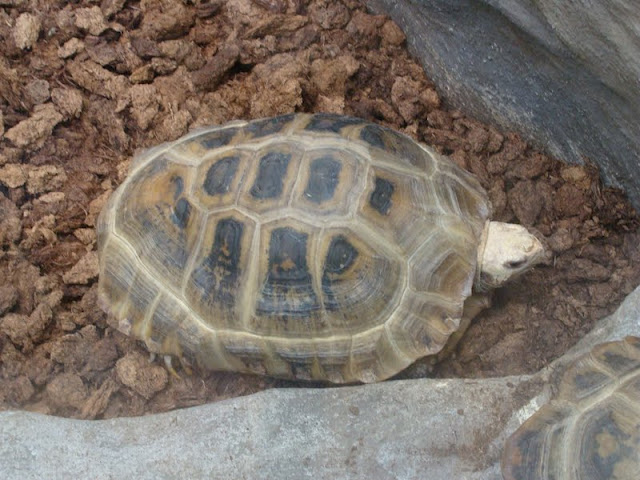 Indotestudo elongata