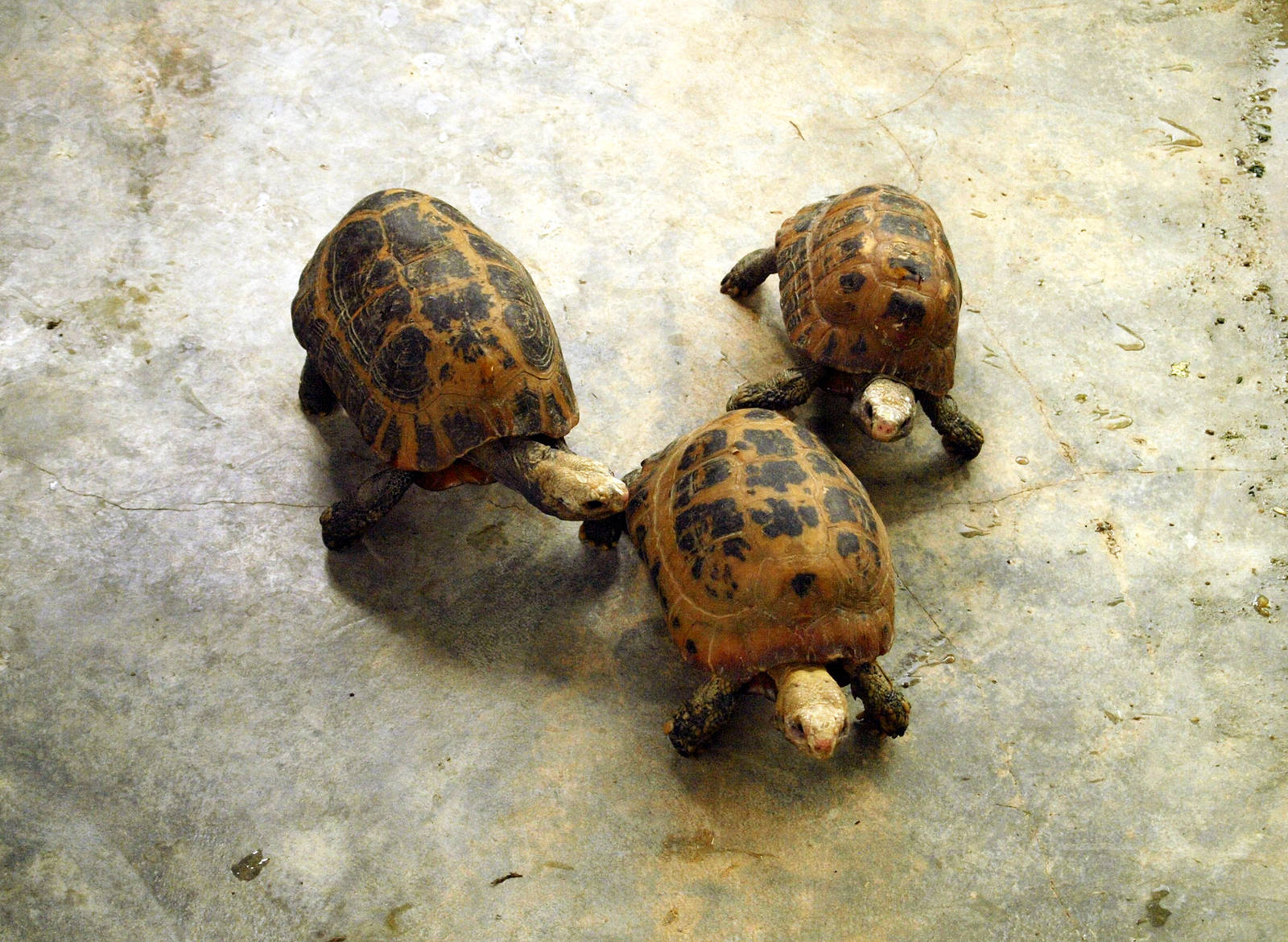 Indotestudo elongata