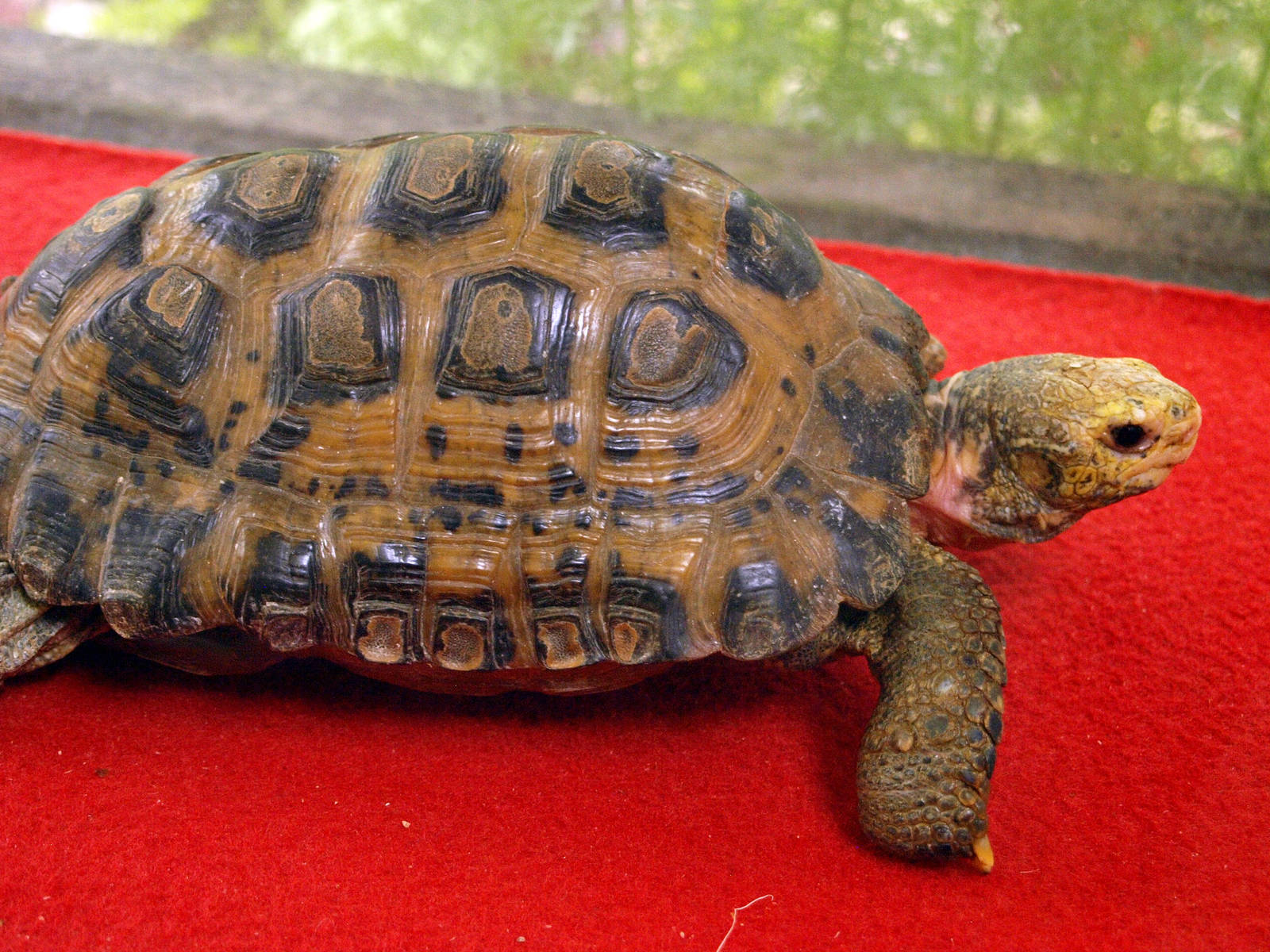 Indotestudo elongata