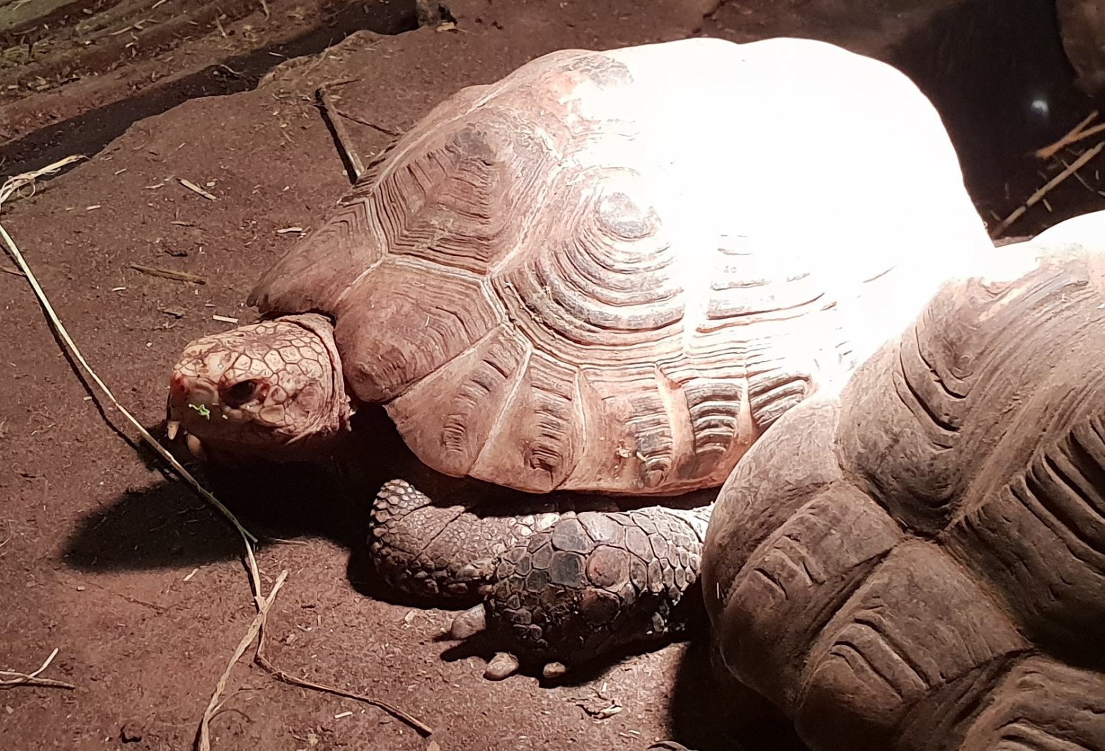 Indotestudo elongata