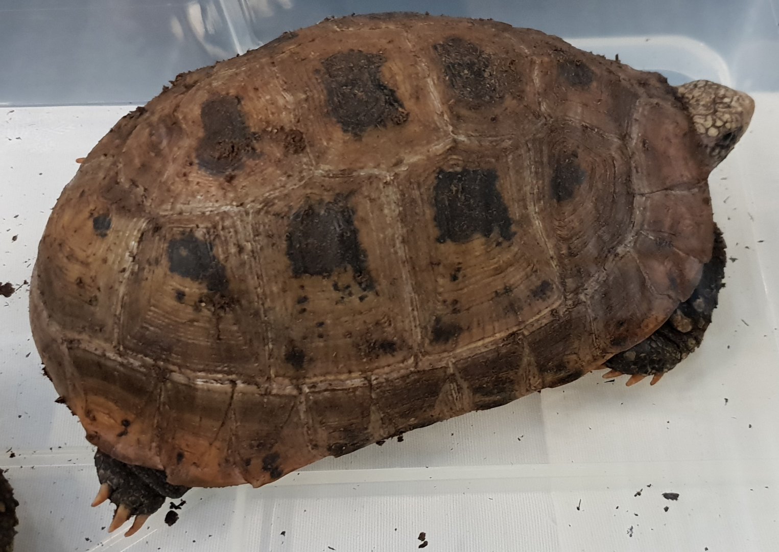 Indotestudo elongata