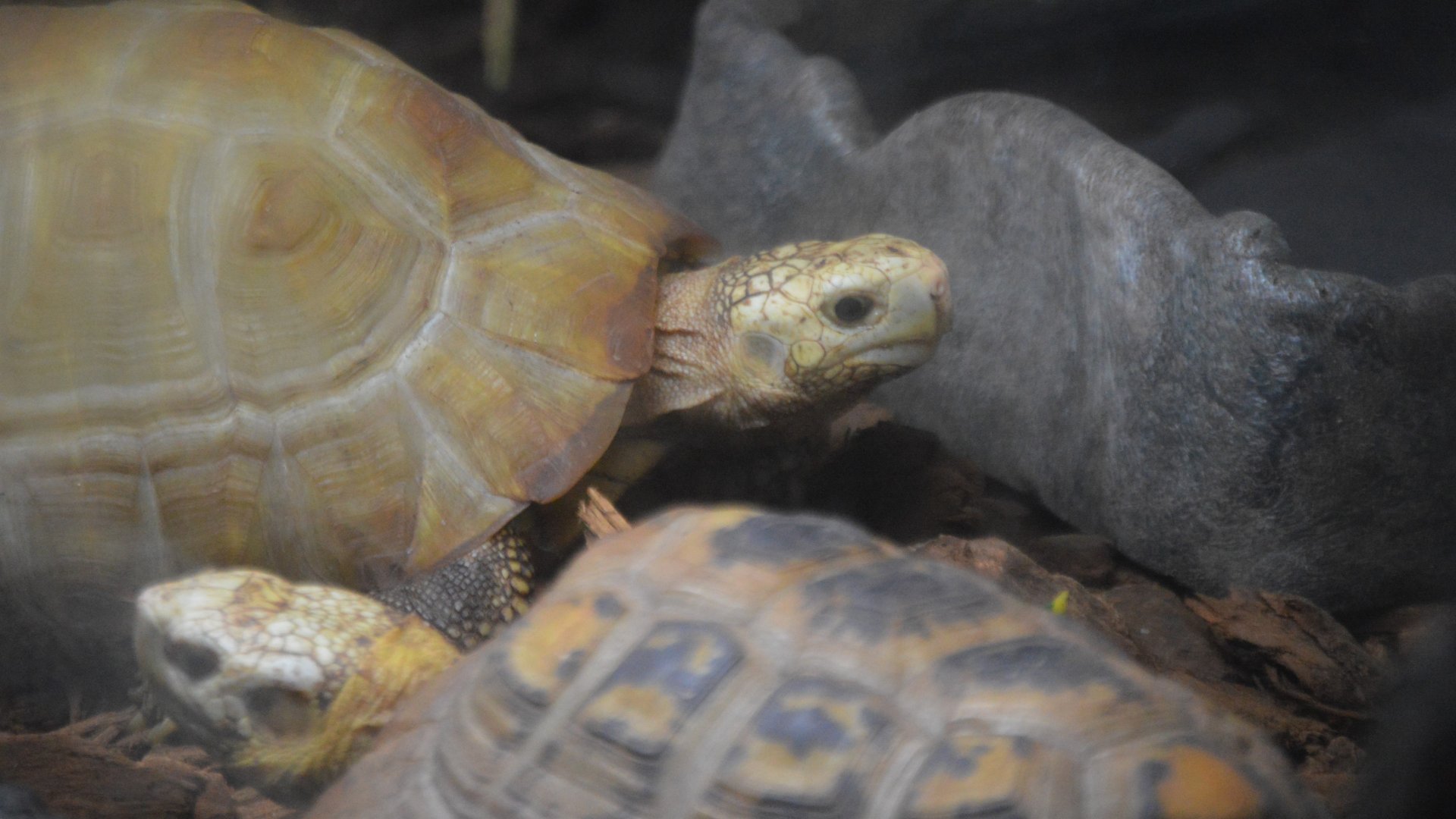 Indotestudo elongata