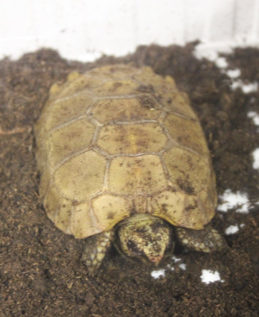 Indotestudo elongata