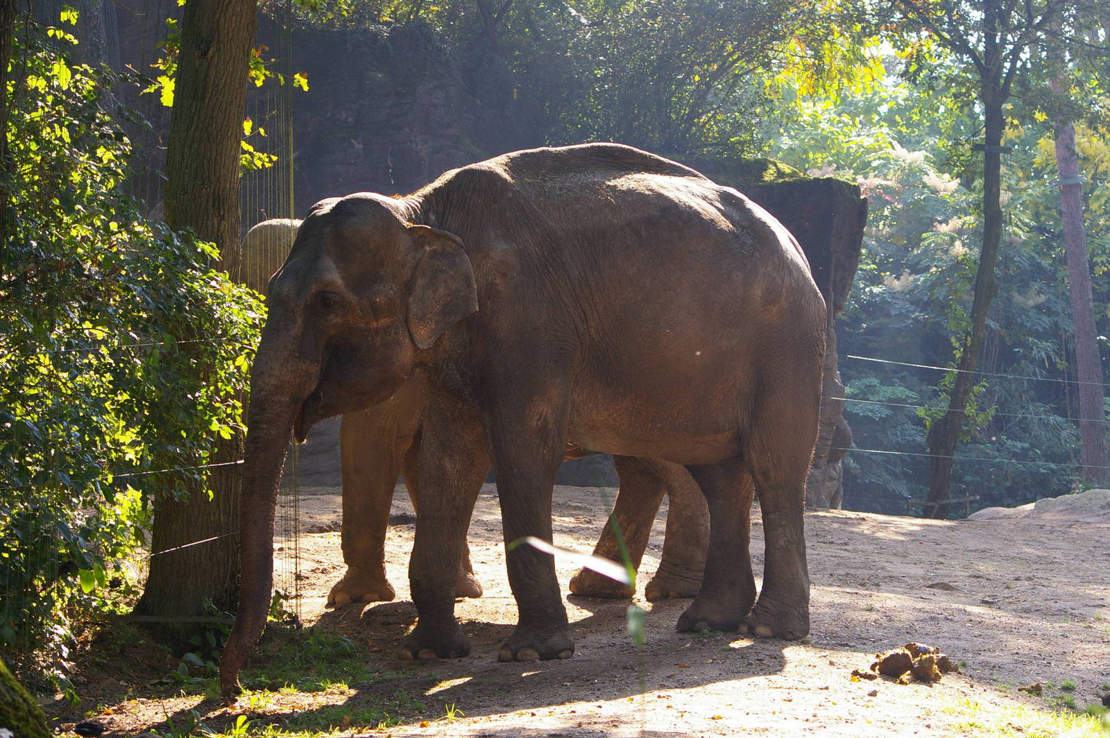 Indra at Burgers' Zoo