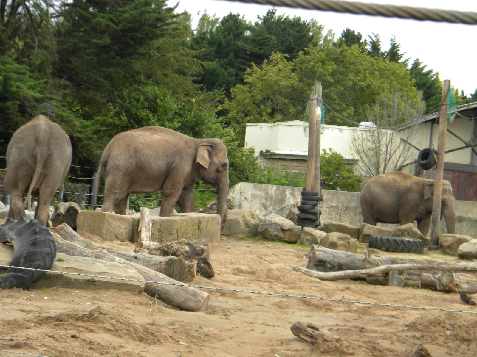 Indra, Kate and Marcella the Asian Elephants at Blackpool Zoo 21/08/11