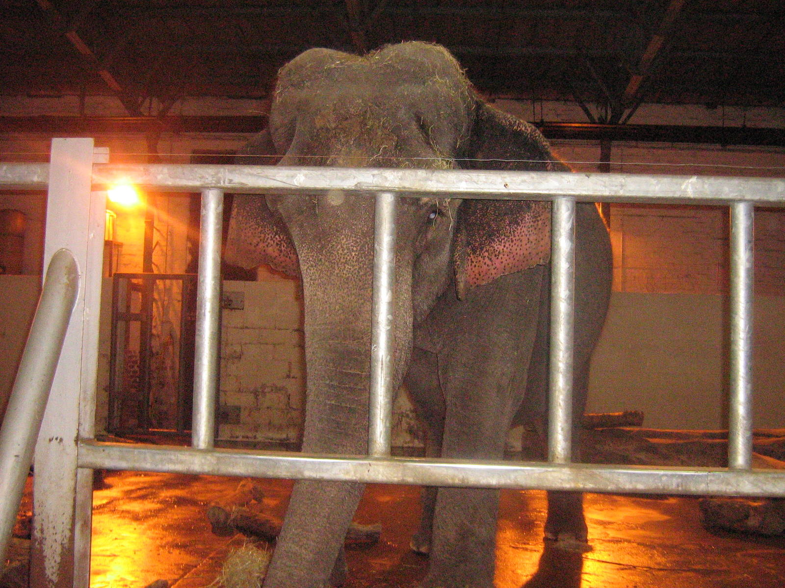 Indra The Female Asian Elephant.