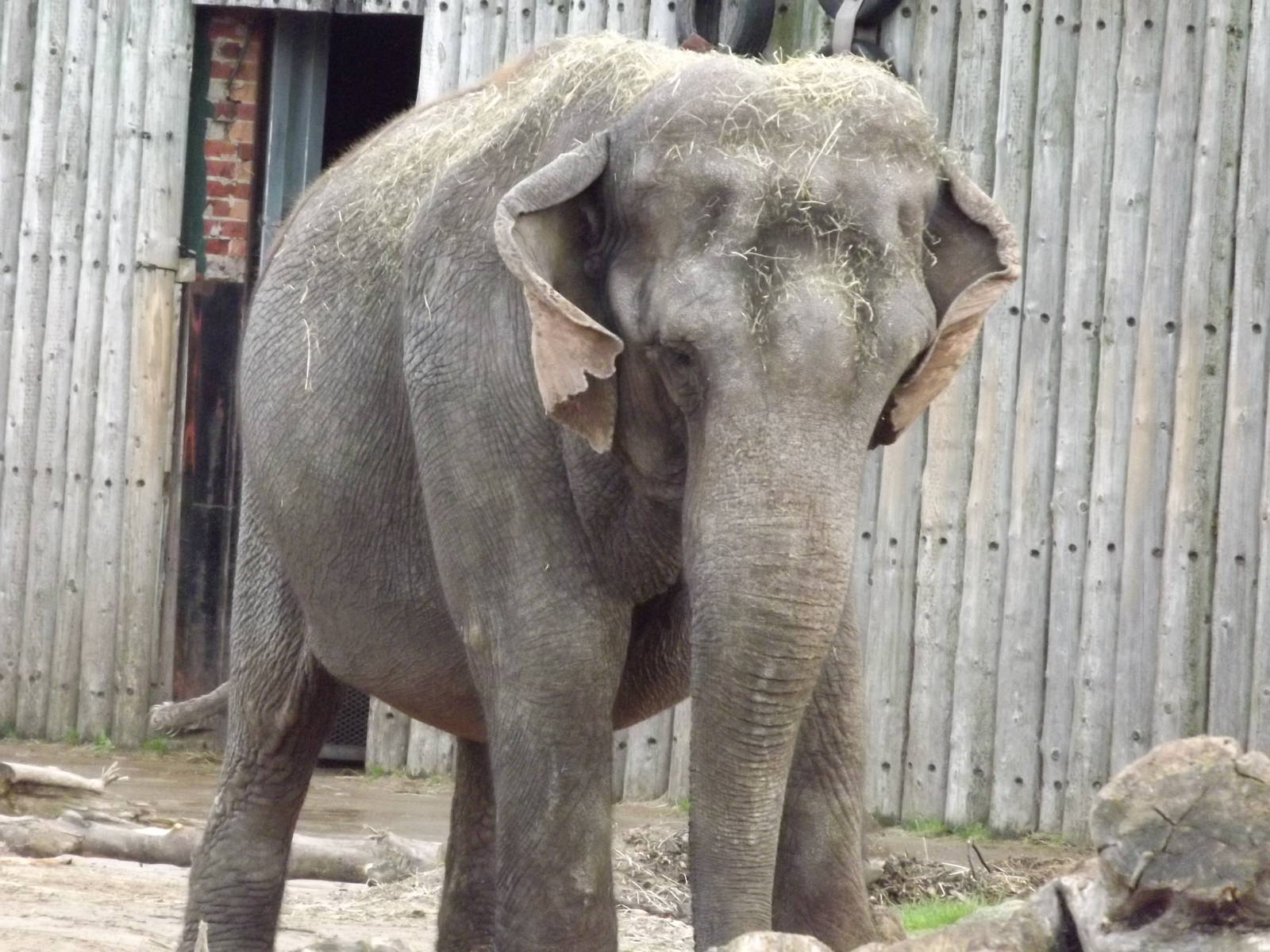 Indra the Indian Elephant at Blackpool zoo 16/10/11