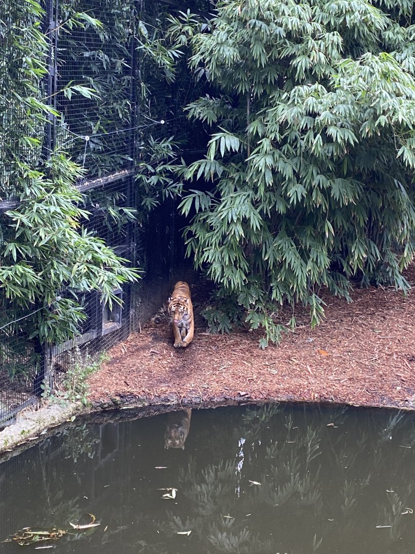 Indrah- Female Sumatran Tiger