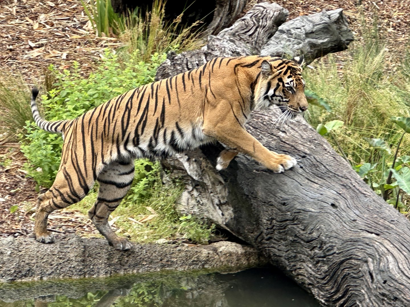 Indrah (Sumatran Tiger)
