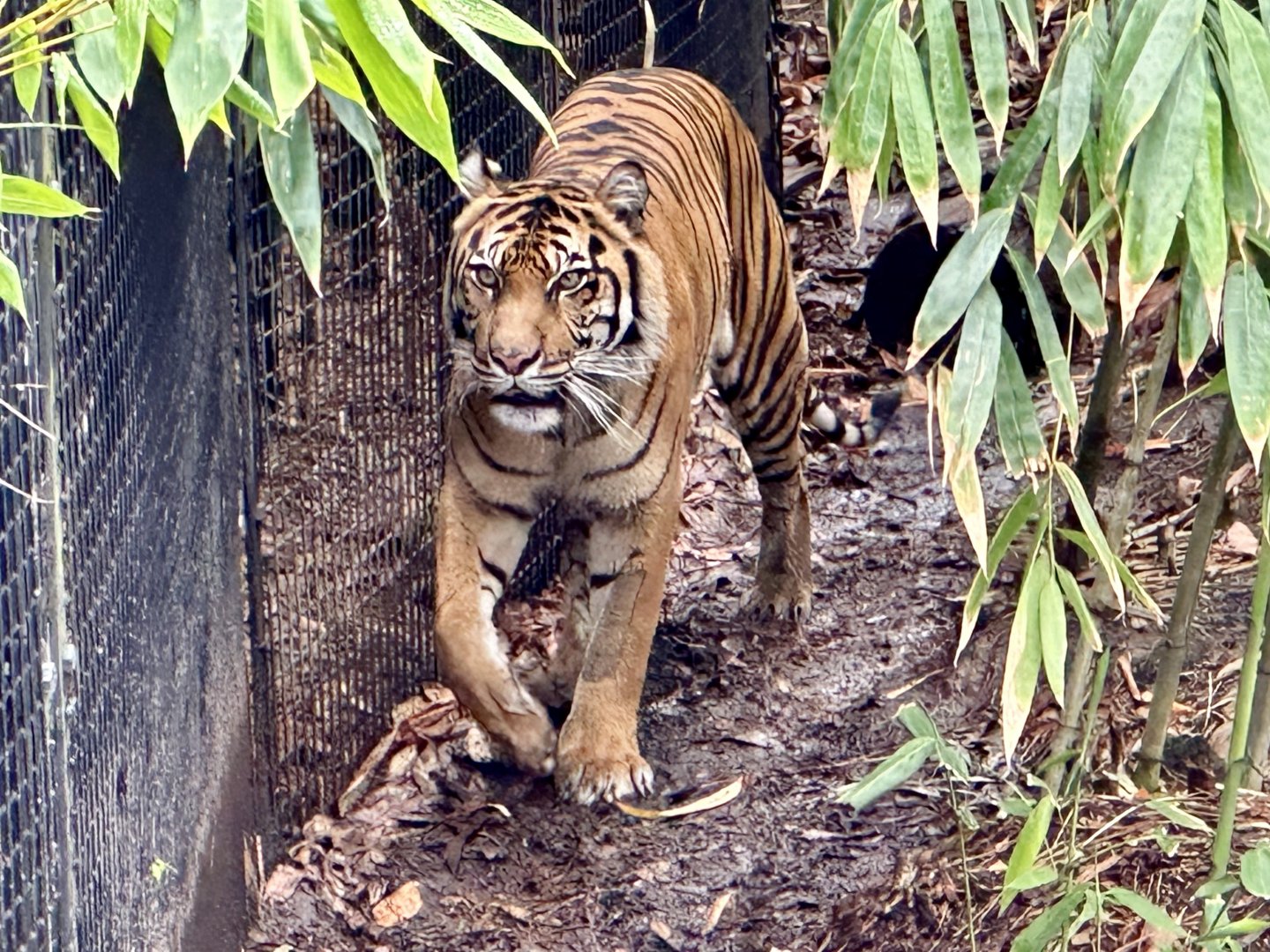 Indrah (Sumatran Tiger)