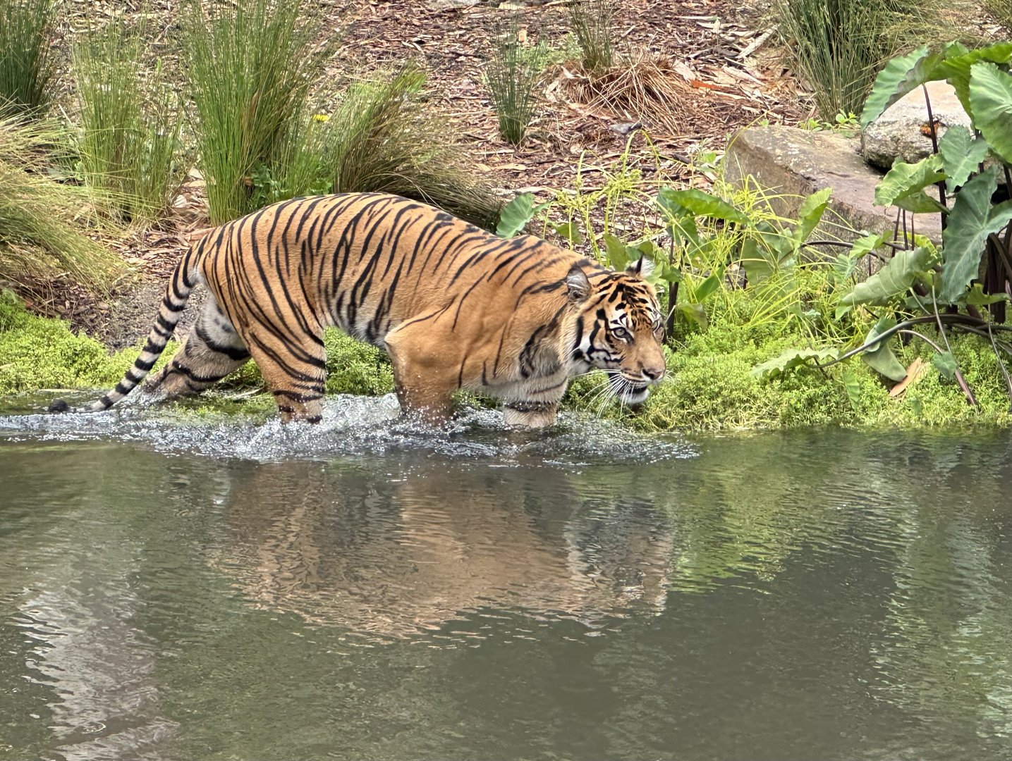 Indrah (Sumatran Tiger)