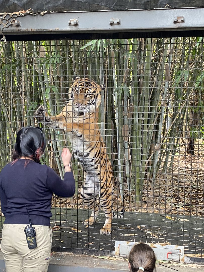 Indrah - Sumatran Tiger