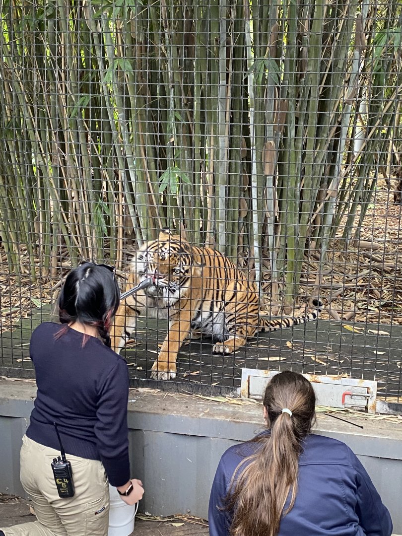 Indrah - Sumatran Tiger