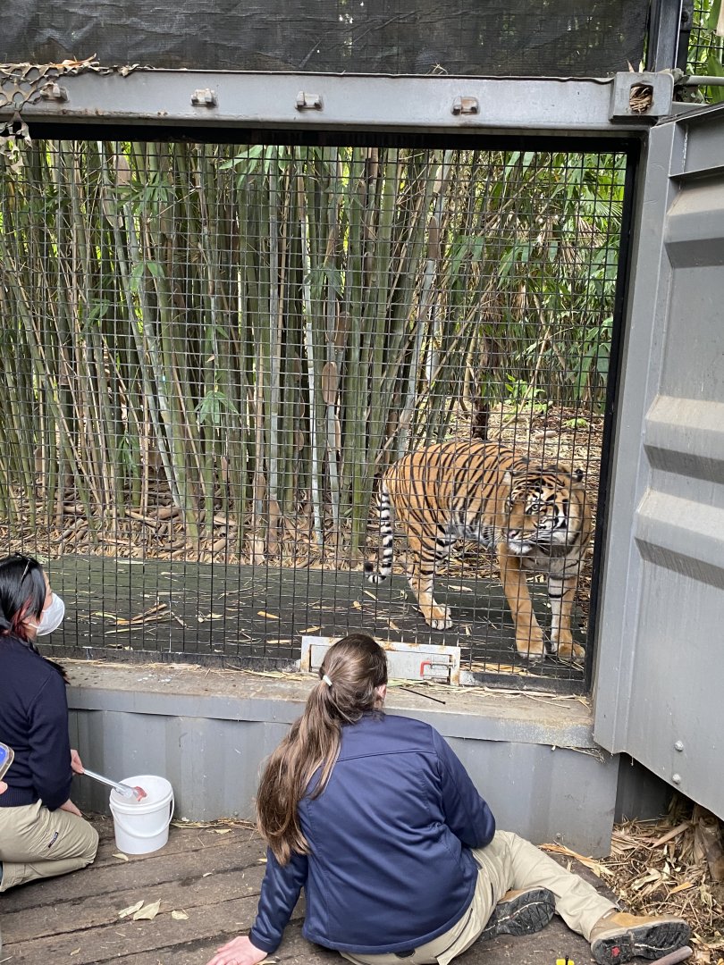 Indrah - Sumatran Tiger