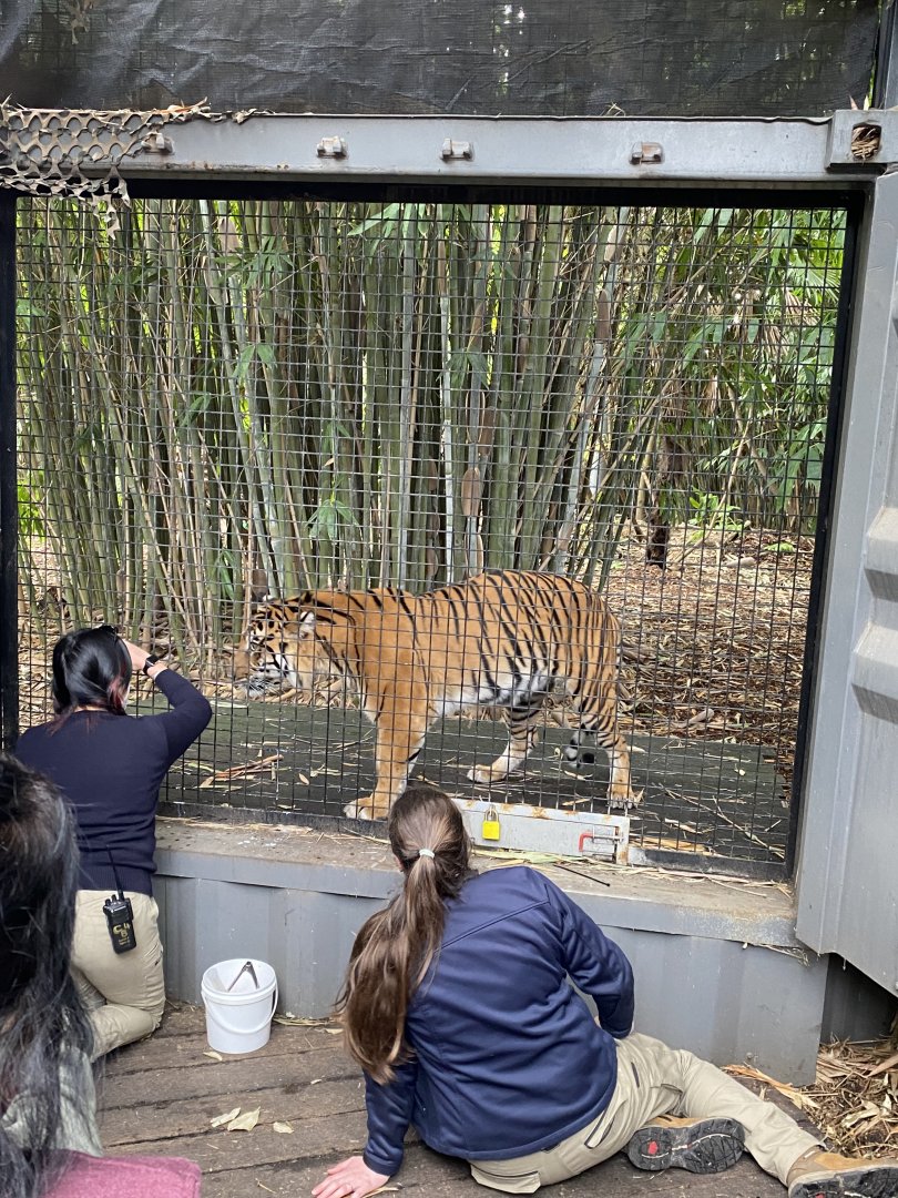 Indrah - Sumatran Tiger