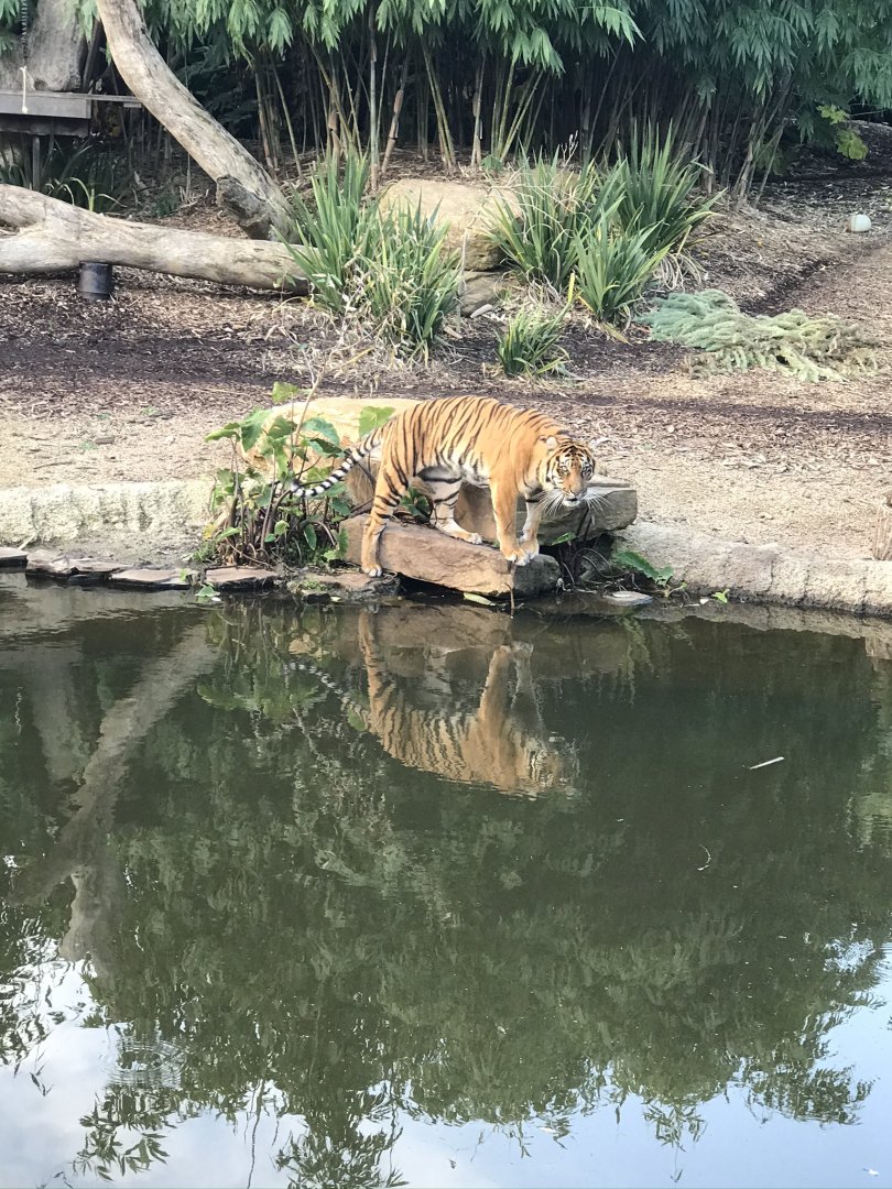 Indrah the Sumatran Tiger